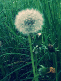 fire dandelion