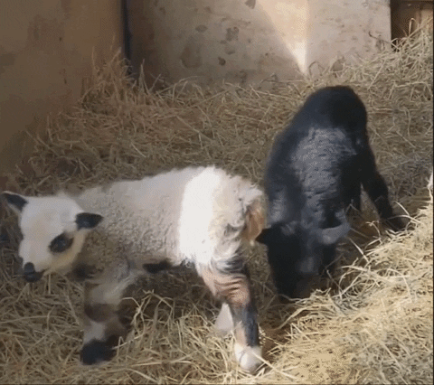 sheep